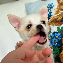 Rosè - Gold and white female Chihuahua puppy in Alvord, Texas from Gift of Gods Favor