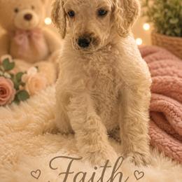 Faith - Cream female Poodle puppy in Washington, Pennsylvania from Patriotic Poodles