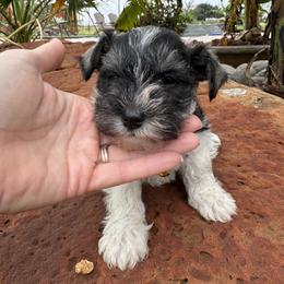 Border Collie and Miniature Schnauzer Puppies from Circle R Sidney