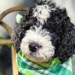 Bernedoodles and Goldendoodles from Ten Acre Wood Doodles