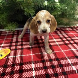 SOLD Honeys Yellow Collar - Black tan and redtick male Beagle puppy in Brownsville, Oregon from Beagles on the Run