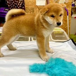 Shiba Inu puppies from Crescent Moon Shibas