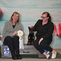 MAGALI - Lancashire Heeler