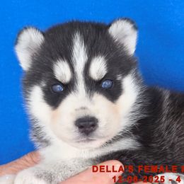 DELLA'S FEMALE 4 - Black and white female Siberian Husky puppy in Manilla, Iowa from Bruck's Siberian Huskies