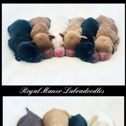Boy 3 - Apricot male Australian Labradoodle puppy in Florence, New Jersey from Royal Manor Labradoodles