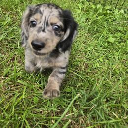 Dachshund Puppies from Pure Joy Dachshunds
