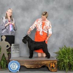 Gypsy - Standard Schnauzer