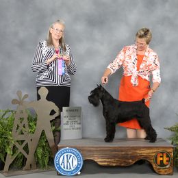 Gypsy - Standard Schnauzer