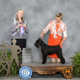 Gypsy - Standard Schnauzer
