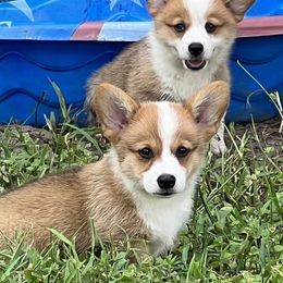 Pembroke Welsh Corgi Puppies from Pembroke Welsh Corgis at Belle Haven