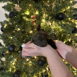 Beretta - Chocolate female Labrador Retriever puppy in Hillman, Michigan from Northrop Farm