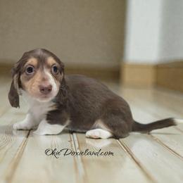 Panda - Chocolate and cream male Dachshund puppy in Oklahoma City, Oklahoma from OkieDoxieland Dachshunds