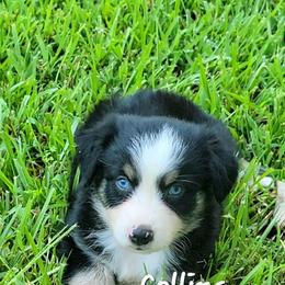 Collins - Black tri-color male Australian Shepherd puppy in Waxhaw, North Carolina from Cane Creek Aussies