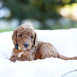 Daisy - Red  female Goldendoodle puppy in Spokane, Washington from Puppy Love