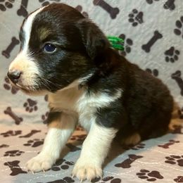 Boy 1 - Black tri male Miniature Australian Shepherd puppy in Yucca Valley, California from Pedroza Farm