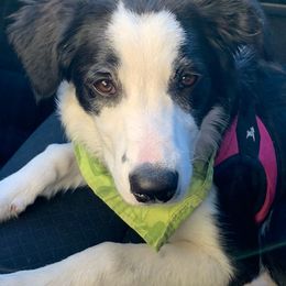 Border Collie Puppies from Trailblazer Border Collies