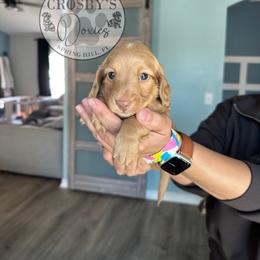 Butterscotch - Cream male Dachshund puppy in Tampa, Florida from Crosbys Doxies