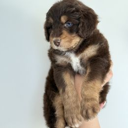 Aussiedoodle Puppies from Silva Ranch Doodles