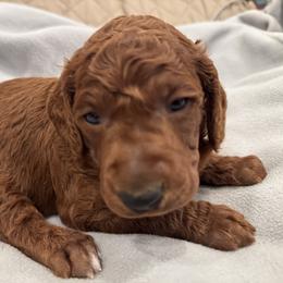Gray collar - Red  male Poodle puppy in Riverside, California from Riverside red poodles