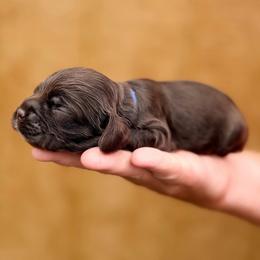 Rocket Pop - Brown male Cocker Spaniel puppy in Advance, North Carolina from Rome & Reign Farm