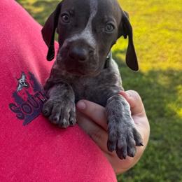 Kakamora - Liver roan male German Shorthaired Pointer puppy in Marshfield, Missouri from Pebblebrook German Shorthaired Pointers