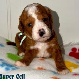 Super Cell - Red  male Goldendoodle puppy in Beecher, Illinois from Erica’s Doodles