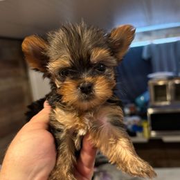 DB AKC BLK TAN BOY - Black and gold male Yorkshire Terrier puppy in Blythe, California from California AKC Maltese & Yorkies