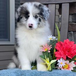 Sterlin - Blue merle male Border Collie puppy in Dunn, North Carolina from Coylety Border Collies