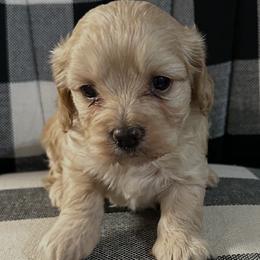 Cockapoo puppies from Clearview Canines