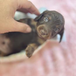 Cadbury long hair boy - Chocolate and tan male Dachshund puppy in Lakeland, Florida from Elite Doxies Florida