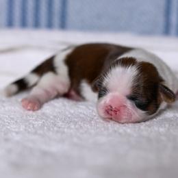 Sage - Sable and white female Shih Tzu puppy in Montrose, Colorado from Nana's Happy Pups