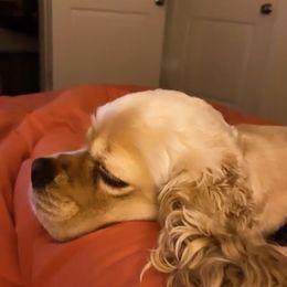 Cocker Spaniel All Grown Up from Once Upon a Time Cockers