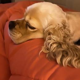 Cocker Spaniel All Grown Up from Once Upon a Time Cockers