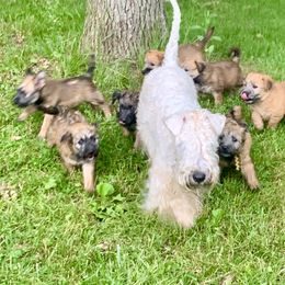 Soft Coated Wheaten Terrier Puppies from Karli Mueller