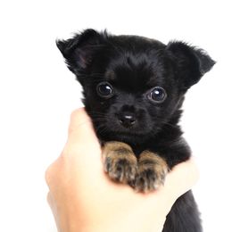 Chihuahua and Pomeranian Puppies from PNW Designer Toy Breeds