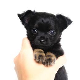 Chihuahua and Pomeranian Puppies from PNW Designer Toy Breeds