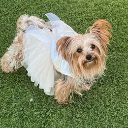 Lady Echo - Yorkshire Terrier