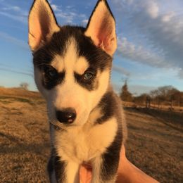 Siberian Husky Puppies from Texas Siberian Husky Kennels (TSHK)