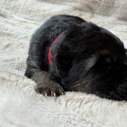 Red Boy - Black and tan male German Shepherd puppy in Buxton, Oregon from Buxton Oregon Shepherds