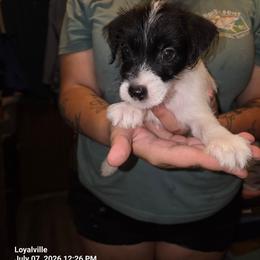 Rough black and white girl - Black and white female Parson Russell Terrier puppy in Branford, Florida from Loyalville