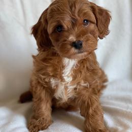 Cockapoo puppies from Poodle Me Crazy