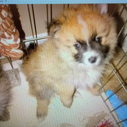Pomeranian Puppies from KB Pom Pups