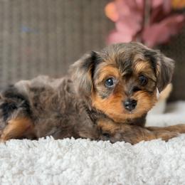 Milo - Merle male Yorkipoo puppy in Hardin, Texas from Oodlesoflildoodles