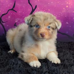 Natalie - Red merle female Australian Shepherd puppy in Fultonville, New York from Sandy Aussies, Mini Dachshunds & Pomeranians