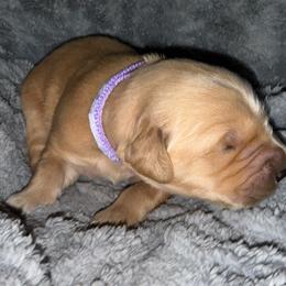 Violet Girl - Golden female Golden Retriever puppy in Rockwell, North Carolina from KnL Golden Acres