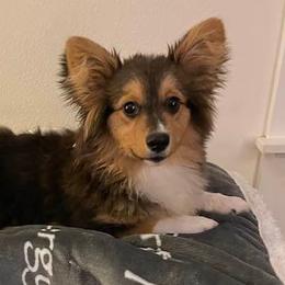 Pembroke Welsh Corgis from Shoemaker’s Corgis