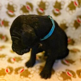 Great Dane Puppies from P&C Mountain Danes of CO