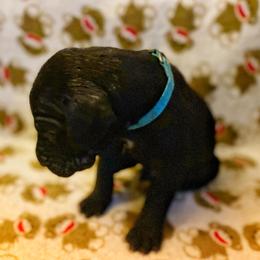 Great Dane Puppies from P&C Mountain Danes of CO