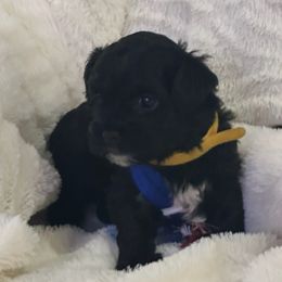 Marquis Angelina - Black and white female Havanese puppy in North Richland Hills, Texas from A Royal Havanese Court