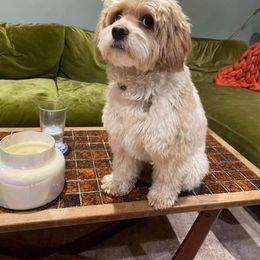 Cockapoo All Grown Up from Double J Cockapoos
